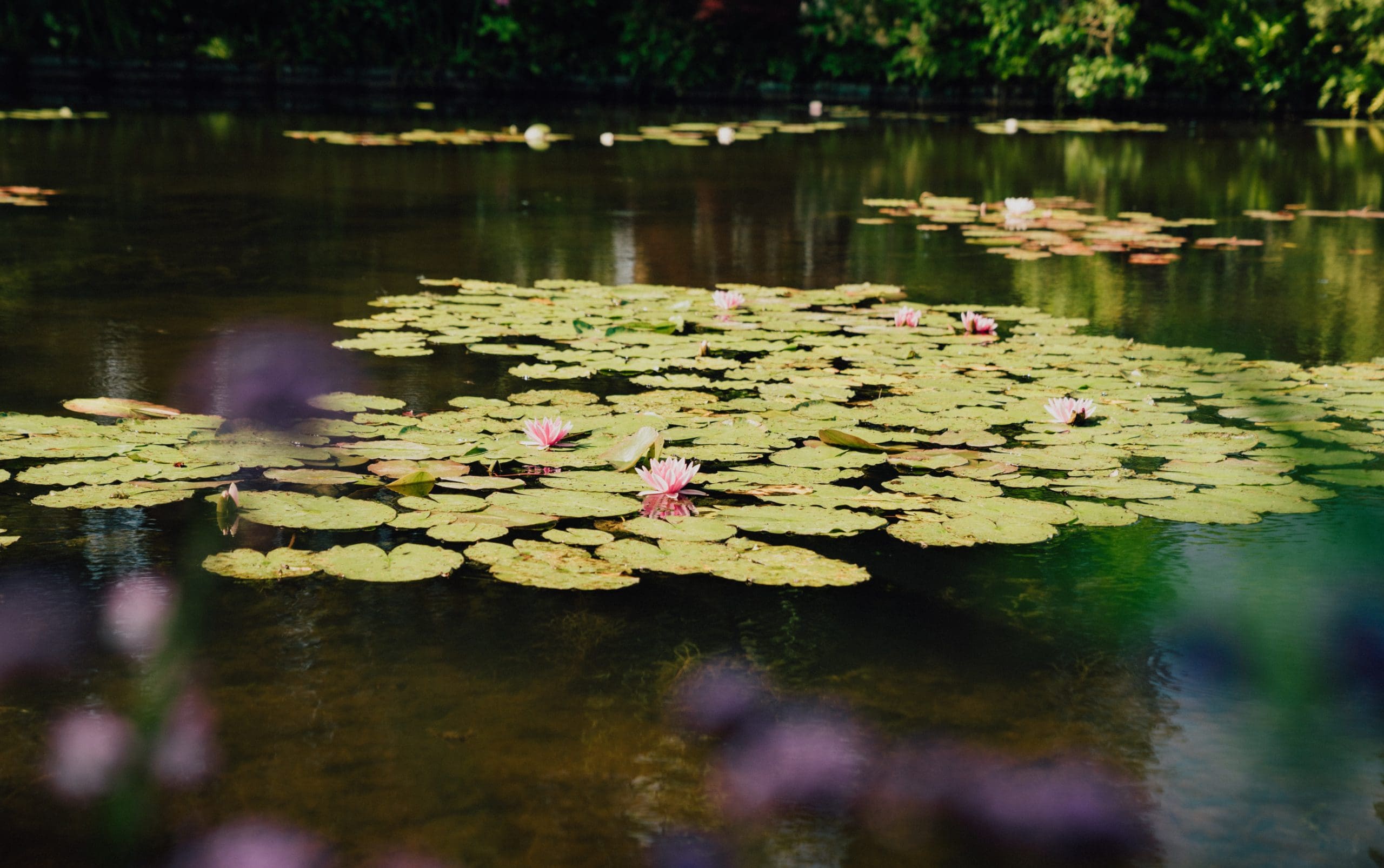 Water Lilies-4